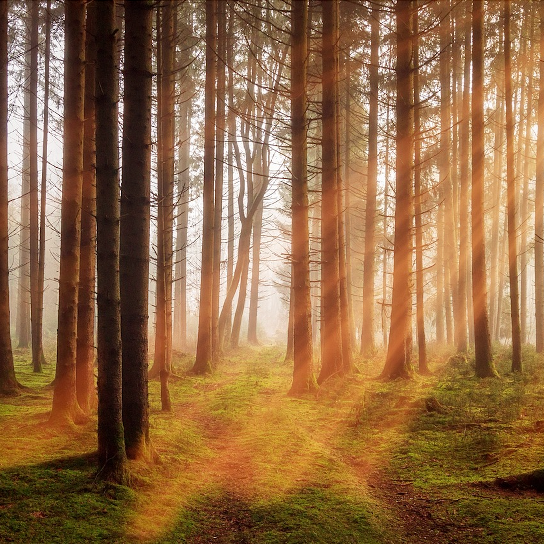 Seasonal Wellness: How to Align with Nature’s Rhythms