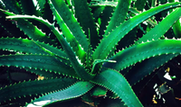 Aloe Vera (Aloe Barbadensis Leaf Juice)