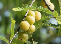 Amla (Emblica Officinalis Fruit Oil)