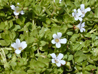 Brahmi (Bacopa Monnieri Extract)