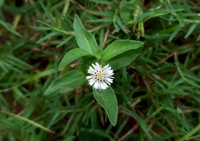 Bhringraj (Eclipta Prostrata Oil)
