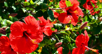 Hibiscus (Hibiscus Rosa-Sinensis Leaf Extract)