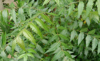 Neem (Azadirachta Indica Flower Extract)