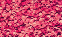 Rose (Rosa Damascena Flower Extract)