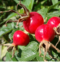 Rosehip (Rosa Canina Fruit Oil)