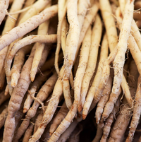 Shatavari (Asparagus Racemosus Root Oil)