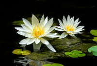 White Lotus (Nymphaea Alba Flower Extract)
